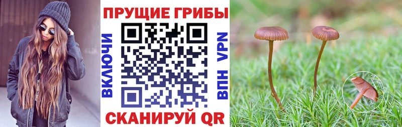 Псилоцибиновые грибы прущие грибы  Баймак 
